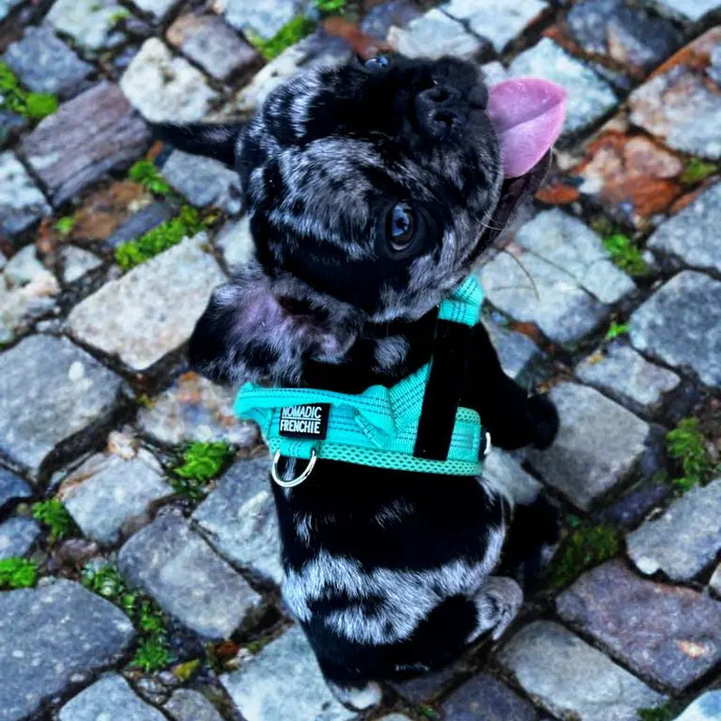 Adjustable No-Pull Dog Harness – Tear-Resistant Reflective Vest for Small, Medium & Large Dogs | Durable Outdoor Walking Harness