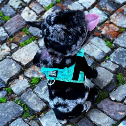 Adjustable No-Pull Dog Harness – Tear-Resistant Reflective Vest for Small, Medium & Large Dogs | Durable Outdoor Walking Harness