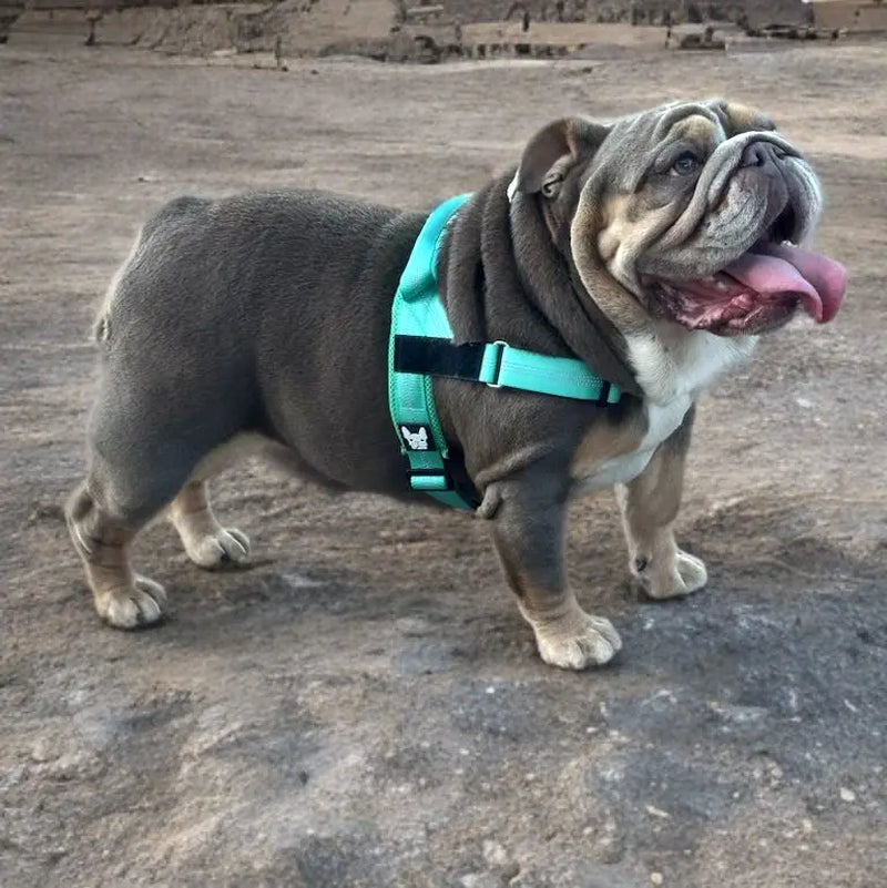 Adjustable No-Pull Dog Harness – Tear-Resistant Reflective Vest for Small, Medium & Large Dogs | Durable Outdoor Walking Harness